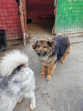 MARLON, Hund, Mischlingshund in Rumänien - Bild 2