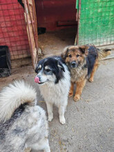 MARLON, Hund, Mischlingshund in Rumänien - Bild 3