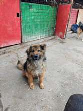 MARLON, Hund, Mischlingshund in Rumänien - Bild 4