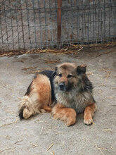 MARLON, Hund, Mischlingshund in Rumänien - Bild 5