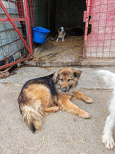 MARLON, Hund, Mischlingshund in Rumänien - Bild 6
