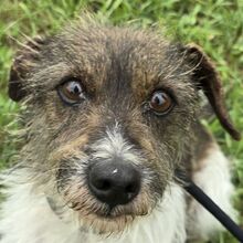 MARIGOLD, Hund, Dackel-Terrier-Mix in Ungarn - Bild 1