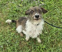 MARIGOLD, Hund, Dackel-Terrier-Mix in Ungarn - Bild 3