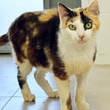 MILKA, Katze, Europäisch Kurzhaar in Spanien - Bild 1
