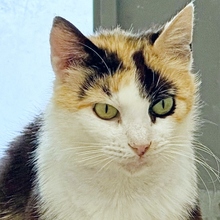 MILKA, Katze, Europäisch Kurzhaar in Spanien - Bild 2