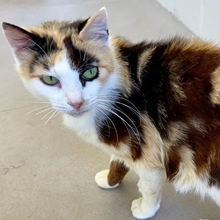 MILKA, Katze, Europäisch Kurzhaar in Spanien - Bild 3