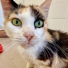 MILKA, Katze, Europäisch Kurzhaar in Spanien - Bild 4