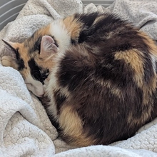 MILKA, Katze, Europäisch Kurzhaar in Spanien - Bild 6