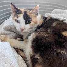MILKA, Katze, Europäisch Kurzhaar in Spanien - Bild 7