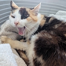 MILKA, Katze, Europäisch Kurzhaar in Spanien - Bild 8