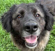 MAMUSHKA, Hund, Kaukasischer Owtcharka-Mix in Ungarn - Bild 1