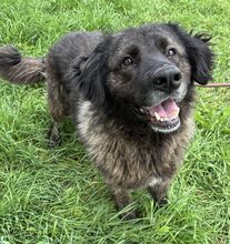 MAMUSHKA, Hund, Kaukasischer Owtcharka-Mix in Ungarn - Bild 2