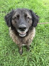 MAMUSHKA, Hund, Kaukasischer Owtcharka-Mix in Ungarn - Bild 3