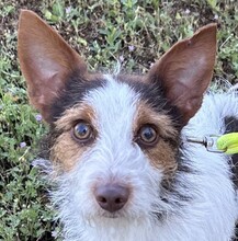 MAYLO, Hund, Terrier-Mix in Ungarn - Bild 1