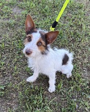 MAYLO, Hund, Terrier-Mix in Ungarn - Bild 2