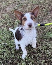 MAYLO, Hund, Terrier-Mix in Ungarn - Bild 3