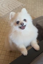 MICHELLE, Hund, Zwergspitz Pomeranian in Berlin - Bild 1