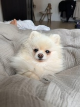 MICHELLE, Hund, Zwergspitz Pomeranian in Berlin - Bild 2