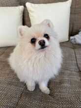 MICHELLE, Hund, Zwergspitz Pomeranian in Berlin - Bild 3