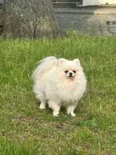 MICHELLE, Hund, Zwergspitz Pomeranian in Berlin - Bild 4