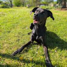 MILES, Hund, Mischlingshund in Apolda - Bild 1