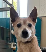 RIA, Hund, Mischlingshund in Slowakische Republik - Bild 1