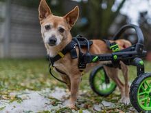 RIA, Hund, Mischlingshund in Slowakische Republik - Bild 2