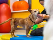 RIA, Hund, Mischlingshund in Slowakische Republik - Bild 3