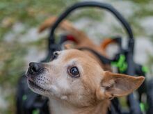 RIA, Hund, Mischlingshund in Slowakische Republik - Bild 4