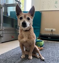 RIA, Hund, Mischlingshund in Slowakische Republik - Bild 5