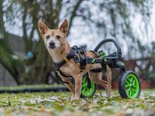 RIA, Hund, Mischlingshund in Slowakische Republik - Bild 6
