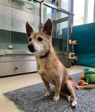 RIA, Hund, Mischlingshund in Slowakische Republik - Bild 7