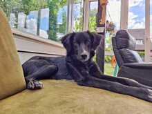 BLUEY, Hund, Mischlingshund in Greven - Bild 1