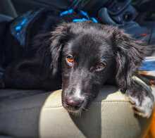 BLUEY, Hund, Mischlingshund in Greven - Bild 2