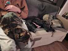 BLUEY, Hund, Mischlingshund in Greven - Bild 3