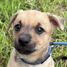 MILO, Hund, Mischlingshund in Ungarn - Bild 1