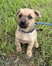 MILO, Hund, Mischlingshund in Ungarn - Bild 2