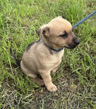 MILO, Hund, Mischlingshund in Ungarn - Bild 3