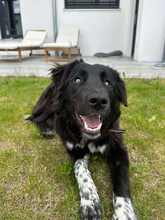 LATINA 094-25-A, Hund, Mischlingshund in Mariaposching - Bild 1