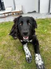 LATINA 094-25-A, Hund, Mischlingshund in Mariaposching - Bild 2