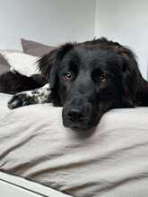 LATINA 094-25-A, Hund, Mischlingshund in Mariaposching - Bild 3