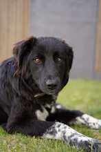 LATINA 094-25-A, Hund, Mischlingshund in Mariaposching - Bild 4