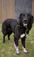LATINA 094-25-A, Hund, Mischlingshund in Mariaposching - Bild 5