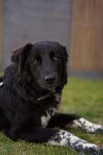 LATINA 094-25-A, Hund, Mischlingshund in Mariaposching - Bild 6