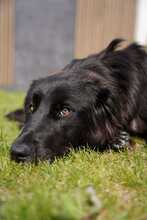 LATINA 094-25-A, Hund, Mischlingshund in Mariaposching - Bild 7