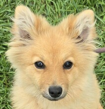 CELINE, Hund, Spitz-Mix in Ungarn - Bild 1