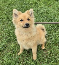 CELINE, Hund, Spitz-Mix in Ungarn - Bild 2