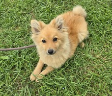 CELINE, Hund, Spitz-Mix in Ungarn - Bild 3