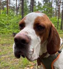 STEVE, Hund, English Pointer in Ueckermünde - Bild 2