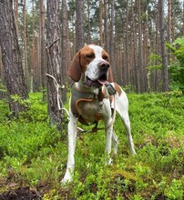 STEVE, Hund, English Pointer in Ueckermünde - Bild 3